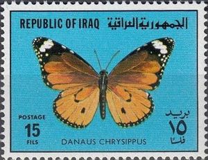 African Monarch (Danaus chrysippus)