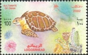 Loggerhead (Caretta caretta)