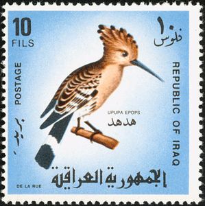 Eurasian Hoopoe (Upupa epops)