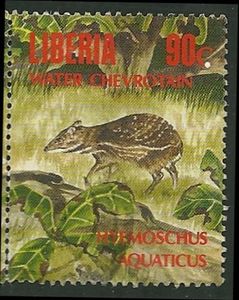 Water Chevrotain (Hyemoschus aquaticus)