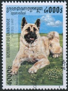 Akita Inu (Canis lupus familiaris)