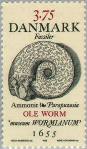 Ammonite