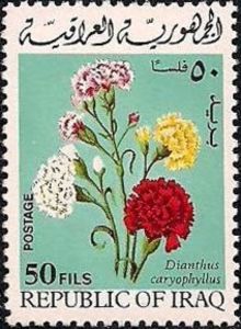 Carnations (Dianthus caryophyllus)