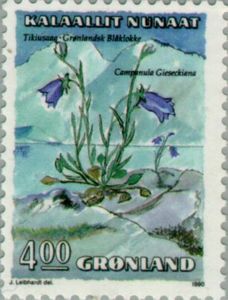 Campanula gieseckiana
