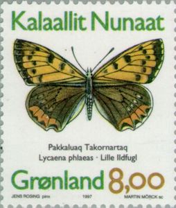 Common Copper (Lycaena phlaeas)