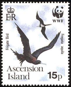 Ascension Frigatebird (Fregata aquila)