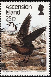 Wideawake Tern (Sterna fuscata)