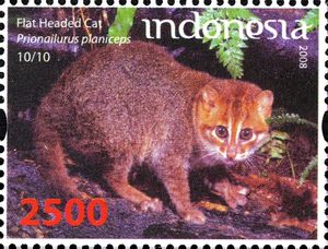 Flat-headed Cat (Prionailurus planiceps)