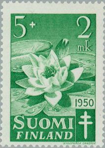 European White Waterlily (Nymphaea alba)