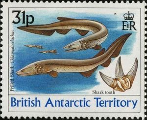 Frilled Shark (Chlamydoselachus sp.)