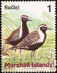 Pacific Golden Plover (Pluvialis fulva)