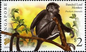 Banded Leaf Monkey (Presbytis femoralis) Imprint 2007A
