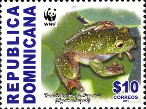 Hispaniolan Green Treefrog (Hypsiboas heilprini)