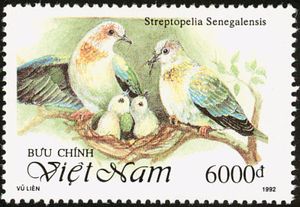 Laughing Dove (Streptopelia senegalensis)