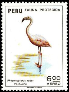 Greater Flamingo (Phoenicopterus ruber)