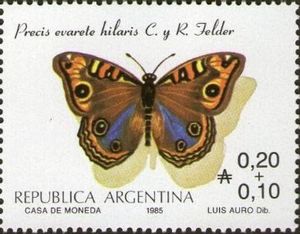 West Indian Buckeye (Precis evarete hilaris)