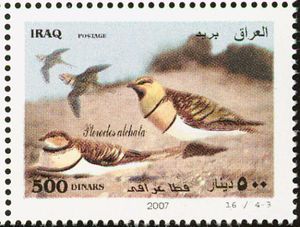 Pin-tailed Sandgrouse (Pterocles alchata)