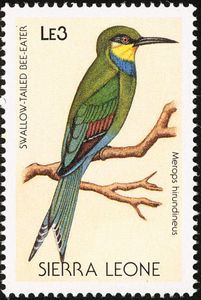 Swallow-tailed Bee-eater (Merops hirundineus)