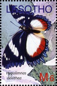 Madagascar Diadem (Hypolimnas dexithea)