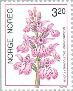 Dactylorhiza fuchsii - Common Spotted Orchid