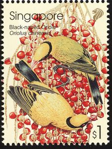 Black-naped Oriole (Oriolus chinensis)