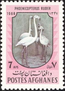 Greater Flamingo (Phoenicopterus roseus)