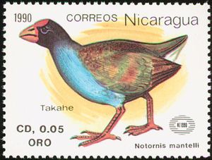 Takahe (Notornis mantelli)