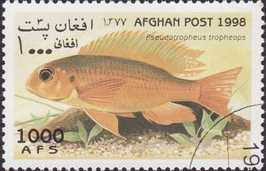 Cichlid (Pseudotropheus tropheops)