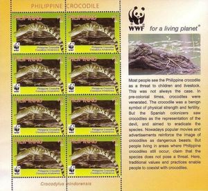 Philippine Crocodile (Crocodylus mindorensis)