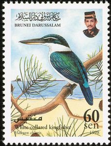 Collared Kingfisher (Halcyon chloris)