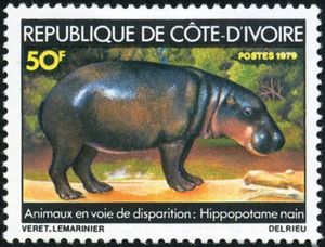 Pygmy Hippopotamus (Choeropsis liberiensis)