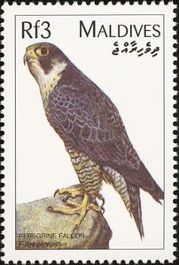 Peregrine Falcon (Falco peregrinus)
