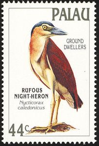 Nankeen Night Heron (Nycticorax caledonicus)
