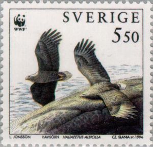 White-tailed Eagle (Haliaeetus albicilla)
