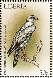 Pale Chanting Goshawk (Melierax canorus)