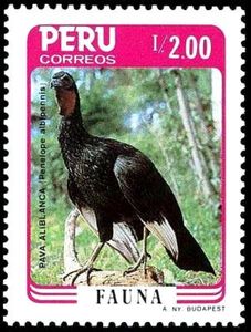 White-winged Guan (Penelope albipennis)