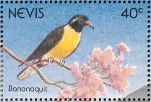 Bananaquit (Coereba flaveola)