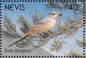 Grey Kingbird (Tyrannus dominicensis)