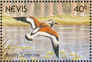 Ruddy Turnstone (Arenaria interpres)