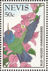 Blue-headed Hummingbird (Riccordia bicolor)