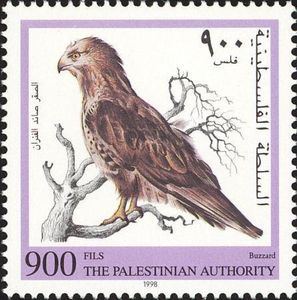 Common Buzzard (Buteo buteo)