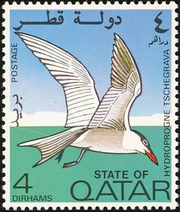 Caspian Tern (Hydroprogne tschegrava)