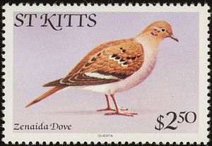 Zenaida Dove (Zenaida aurita)