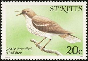 Scaly-breasted Thrasher (Allenia fusca)