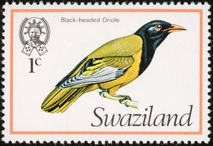 Black-headed Oriole (Oriolus larvatus)