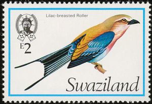 Lilac-breasted Roller (Coracias caudatus)