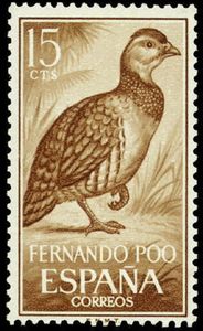 Ring-necked Francolin (Scleroptila streptophora)