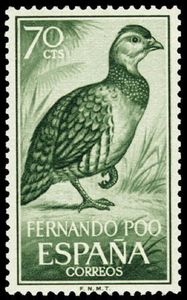 Ring-necked Francolin (Scleroptila streptophora)