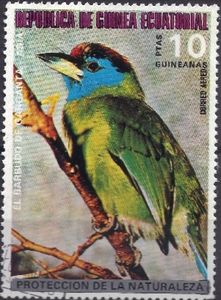Blue-throated Barbet (Psilopogon asiaticus)