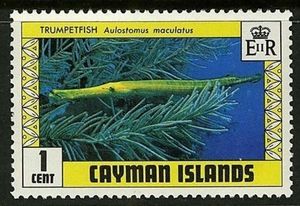 Trumpetfish (Aulostomus maculatus)